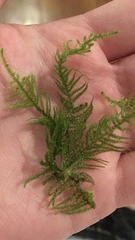 Brachythecium frigidum