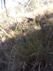 Hedeoma oblongifolia