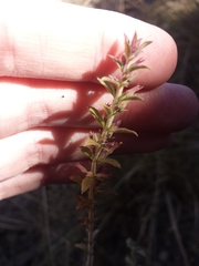 Hedeoma oblongifolia