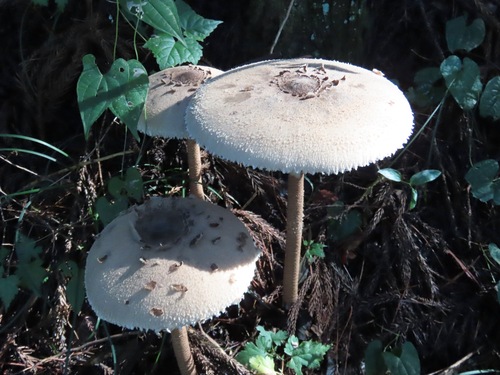 Macrolepiota procera