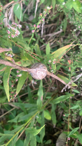 Unknown species found near Highland County, US-OH, US