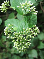 Vernonanthura cordata