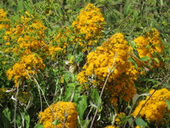 Sinclairia glabra