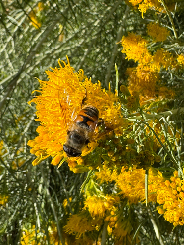 Unknown species found near Monida St, Bozeman, MT, US