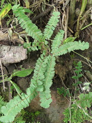 Adiantum patens