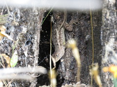 Sceloporus albiventris