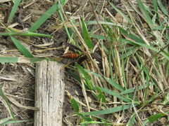 Polistes oculatus