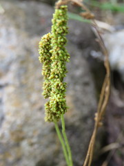 Anemia hirsuta