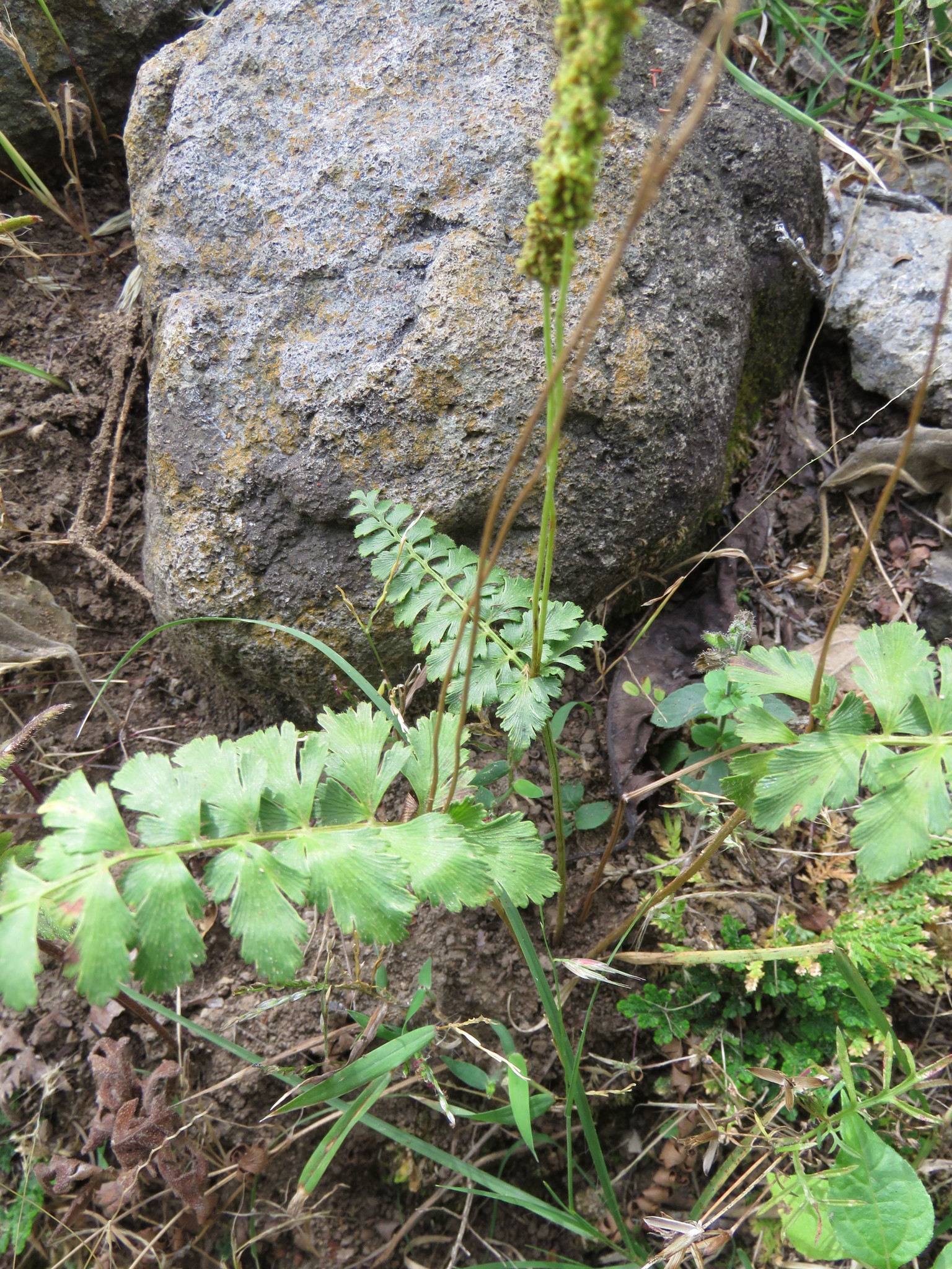 Anemia hirsuta