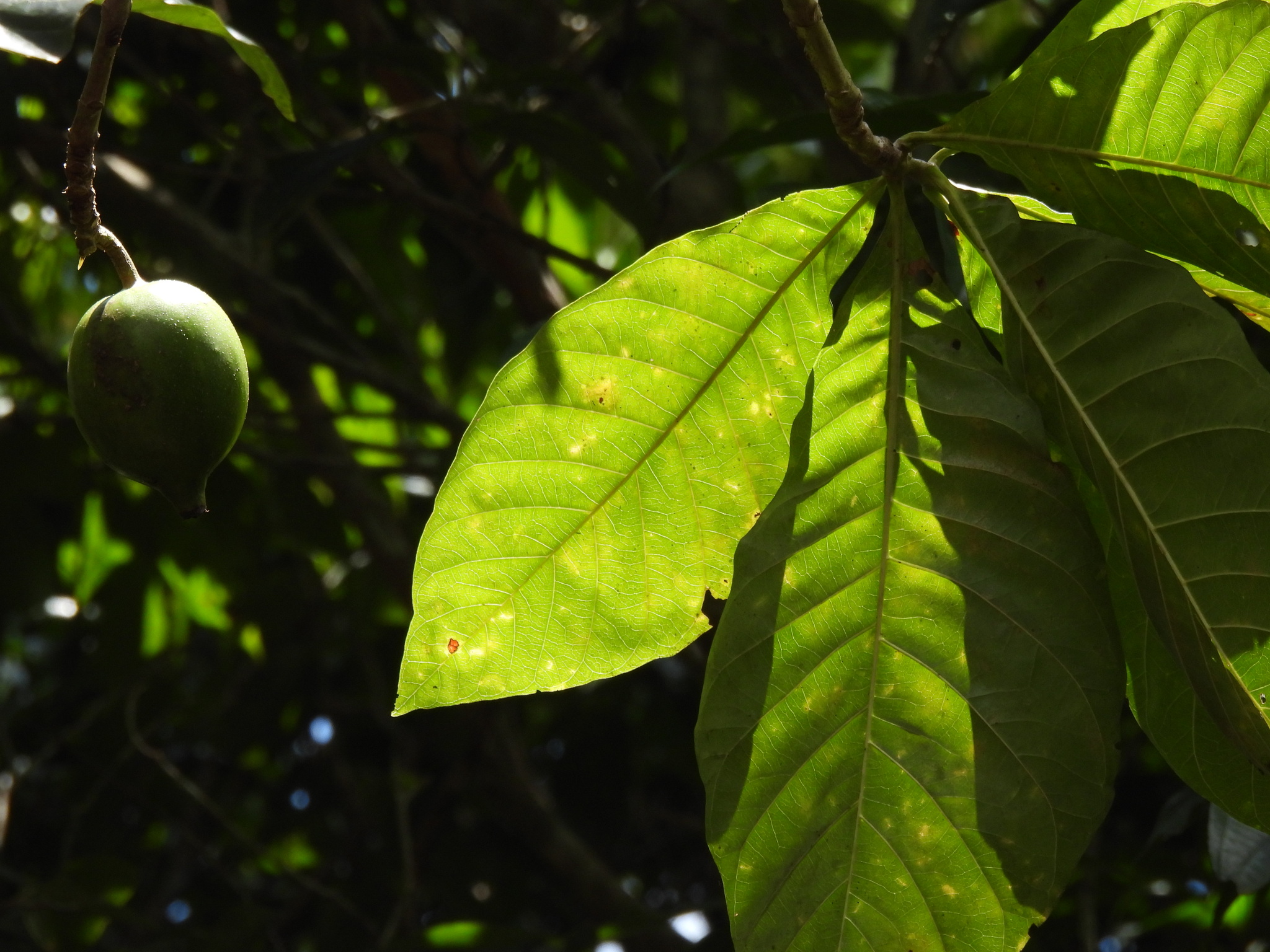 Genipa infundibuliformis