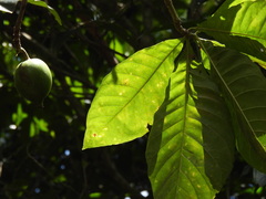 Genipa infundibuliformis