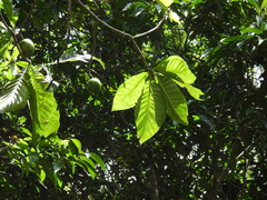 Genipa infundibuliformis, photograph (c) sheylarossi, some rights reserved (CC BY-SA)
