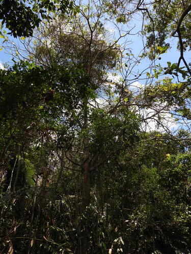 Genipa infundibuliformis, photograph 2