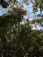 Genipa infundibuliformis, photograph (c) sheylarossi, some rights reserved (CC BY-SA)