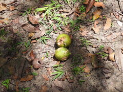 Genipa infundibuliformis, photograph (c) sheylarossi, some rights reserved (CC BY-SA)
