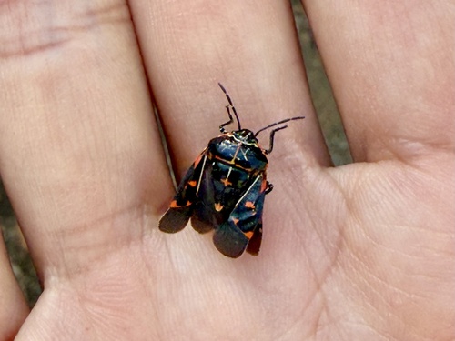 iNaturalist observation photo of Harlequin Bug