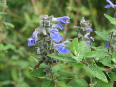 Salvia melissodora
