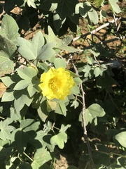 Gossypium tomentosum