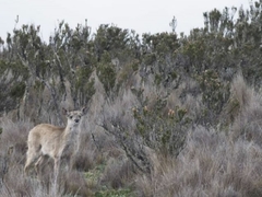 Odocoileus virginianus ustus