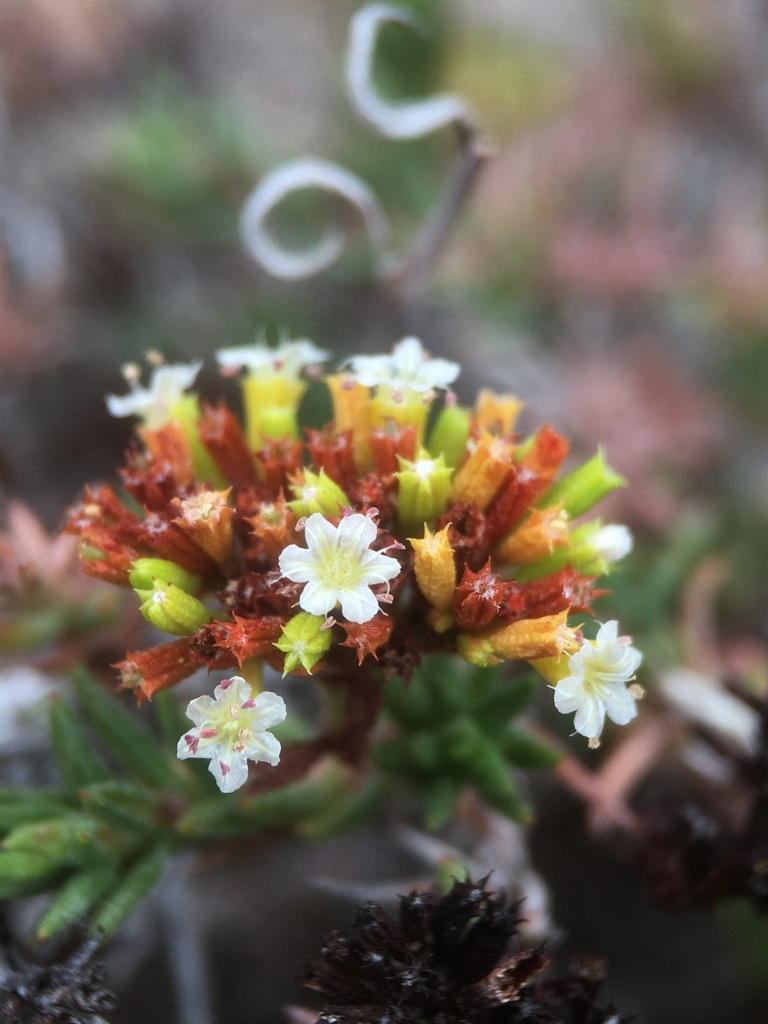 Chorizanthe flavescens
