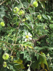 Montanoa bipinnatifida