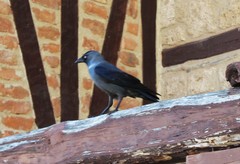 Corvus monedula soemmerringii
