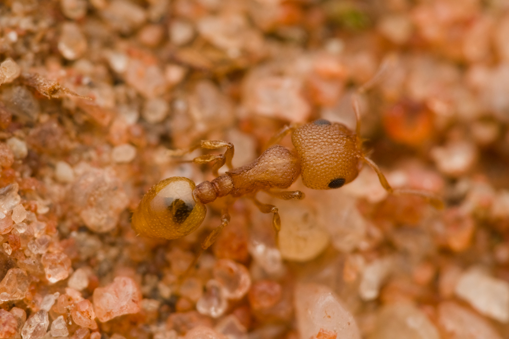 Chelaner falcatus species group