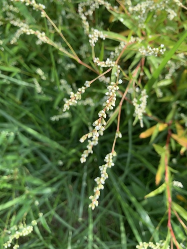 Dotted Smartweed seedling