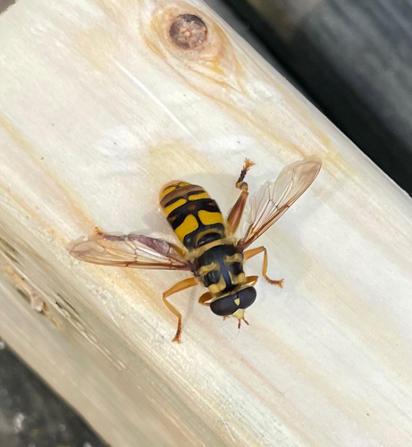 Unknown species found near Varner Ave, Auburn, AL, US