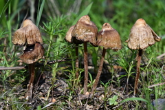 Psilocybe mexicana