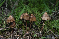 Psilocybe mexicana