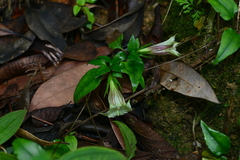 Tripterospermum taiwanense