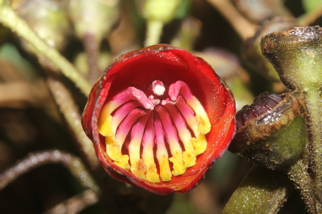 Meriania radula