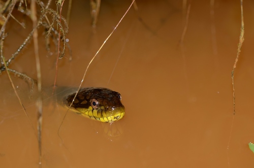 Smith's African Water Snake