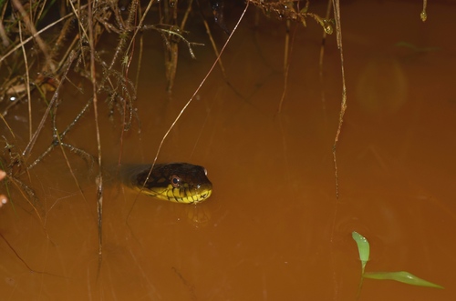 Smith's African Water Snake