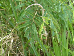 Polychrus acutirostris