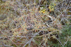 Dracophyllum recurvum