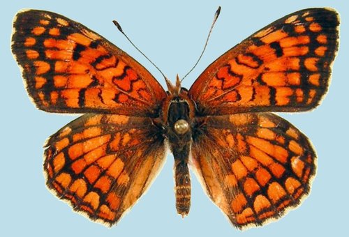 Northern Checkerspot