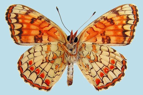 Northern Checkerspot