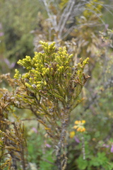 Veronica tetragona