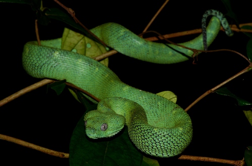 Green Bush Viper
