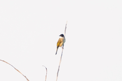 Pycnonotus sinensis hainanus