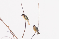 Pycnonotus sinensis hainanus