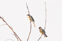 Pycnonotus sinensis hainanus