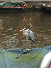 Ardea cinerea