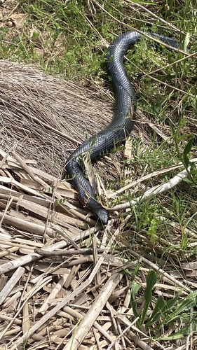 Red-bellied Black Snake sighting