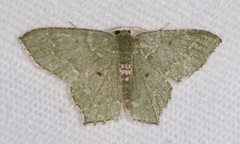 Chloropteryx nordicaria