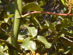 Quercus jonesii