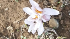 Crocus pallasii