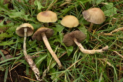 Psilocybe mescaleroensis